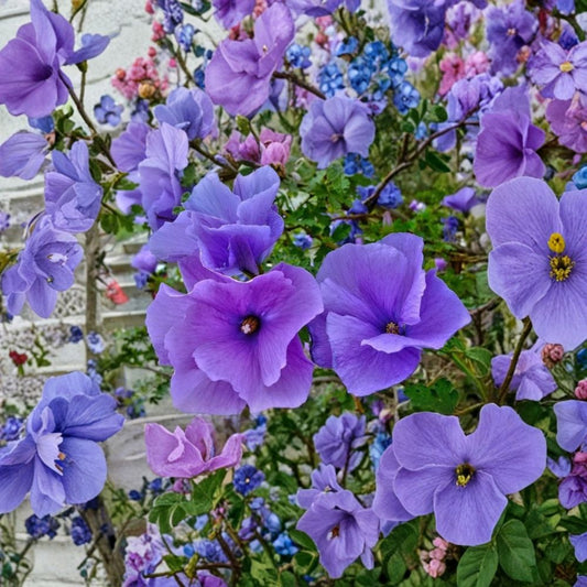 Blue Hibiscus – Alyogyne huegelii Live Starter Plant | Well-Rooted | Ships in Nursery Pot | Australian Blue Hibiscus | Easy to Grow