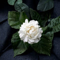 Grand Duke of Tuscany Jasmine – Jasminum sambac Live Plant | 8–15” Tall Starter | Double White Fragrant Blooms | Arabian Jasmine Indoor Plant