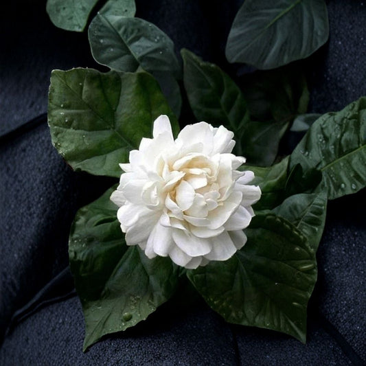 Grand Duke of Tuscany Jasmine – Jasminum sambac Live Plant | 8–15” Tall Starter | Double White Fragrant Blooms | Arabian Jasmine Indoor Plant