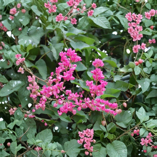 3 Mexican Creeper Live Plants | Antigonon leptopus Coral Vine | 4–6 Inch Starter Vines | Pink Coral Flowers | Climbing Flowering Vine | Ships Without Pot