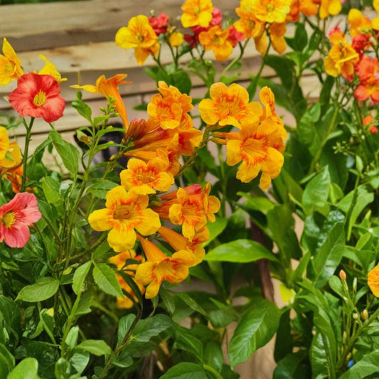Orange Trumpet Vine – Set of 2 Live Plants | 4–6 Inches Tall | Campsis radicans | Fast Growing Climbing Vine | Orange Flowers | No Pot