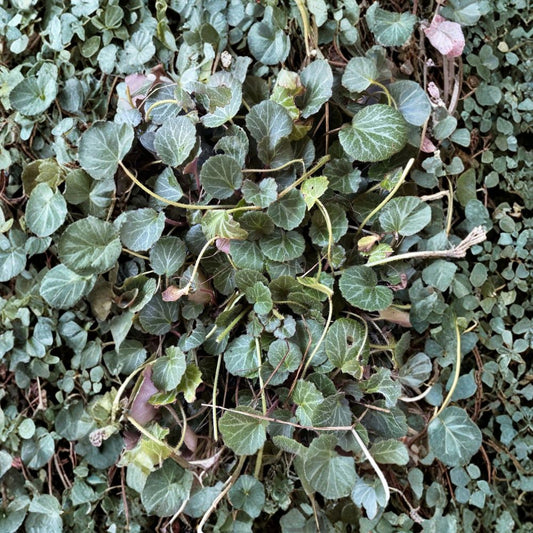 Strawberry Begonia – Saxifraga stolonifera Live Bare Root Plants | Set of 2 | Trailing Houseplant | Shade Garden & Container Friendly