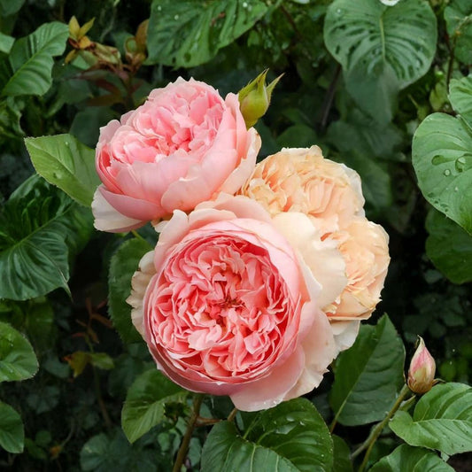 Masora Rose – 真宙 Japanese Shrub Rose | Live Rose Plant | Pink Flowering Rose | Garden & Landscape Plant | Easy-Care Ornamental Rose