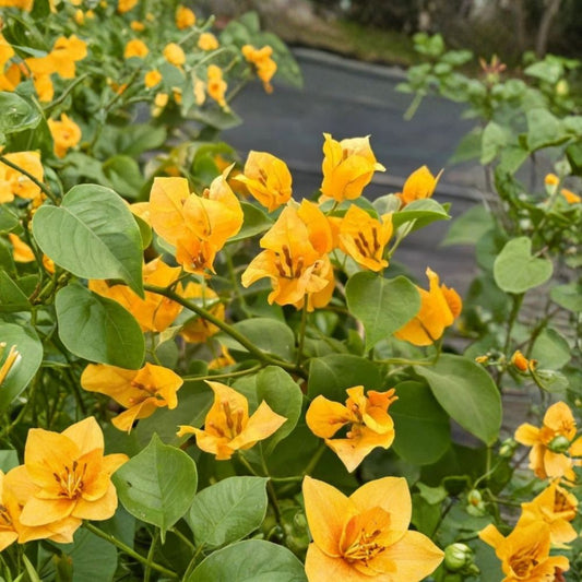 Gold Bougainvillea Live Plants – Set of 2 | 4–6" Tall | Tropical Flowering Vine | Yellow Blooms | No Pot | Garden & Patio Plant