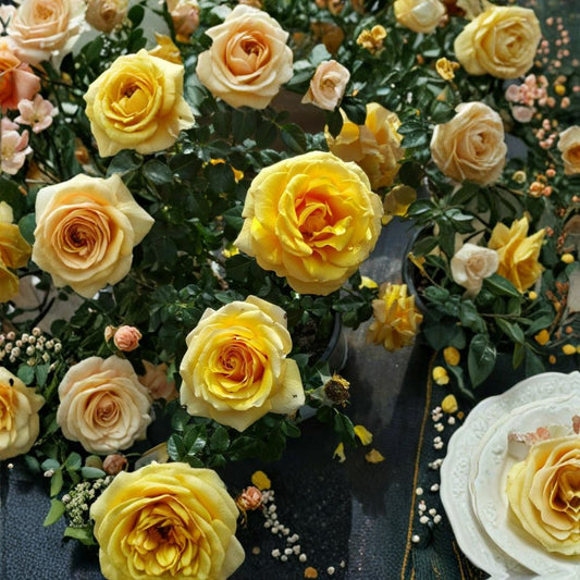 St. Tropez Floribunda Rose – Rosa Live Bush Plant | 3 Gallon Size | Abundant Blooming Rose Shrub | Landscape & Garden Favorite | Easy Care Flowering Plant