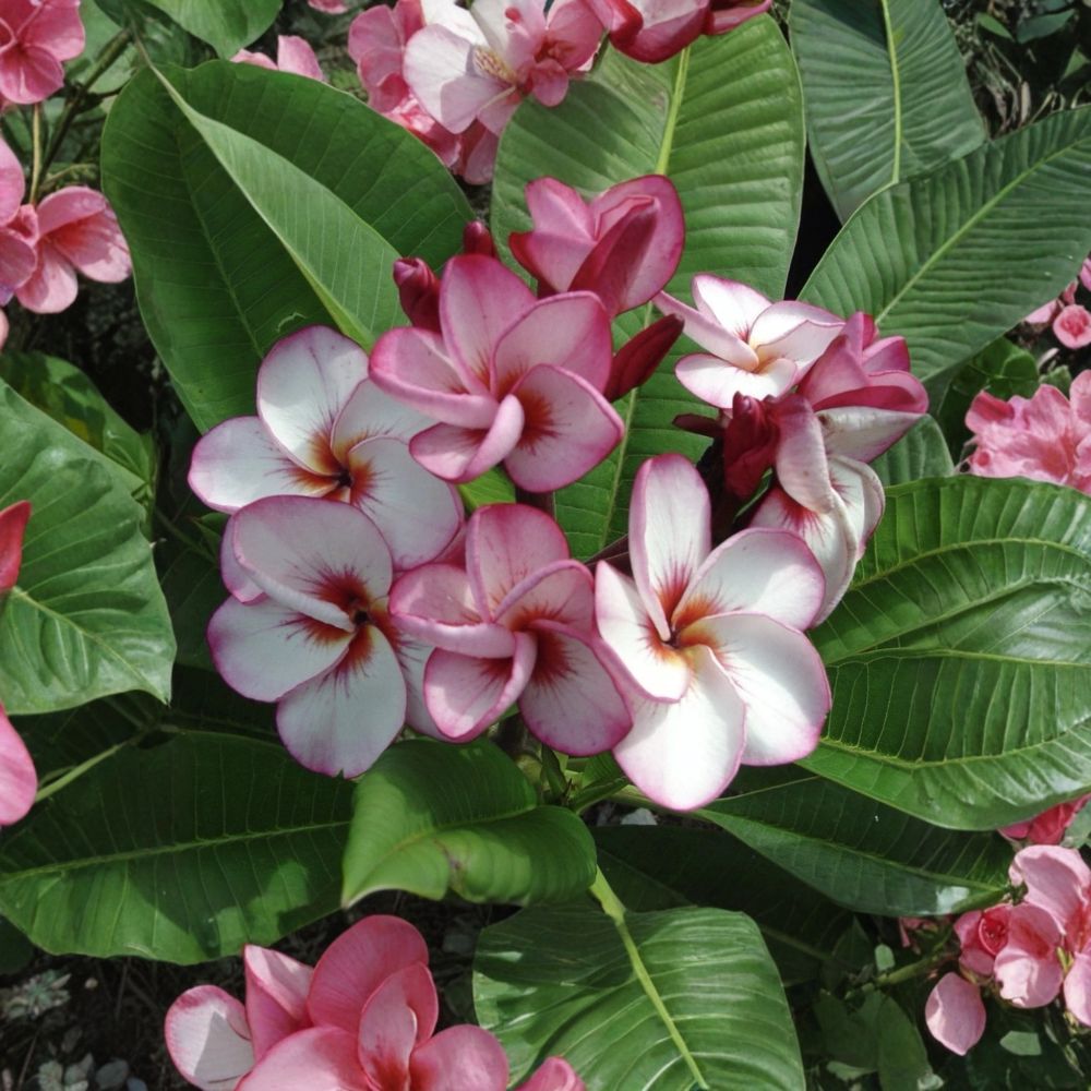 Thai Tornado Rainbow Plumeria – Plumeria rubra Live Grafted Plant | 10–14 Inches Tall | Fully Rooted | Bare Root Frangipani