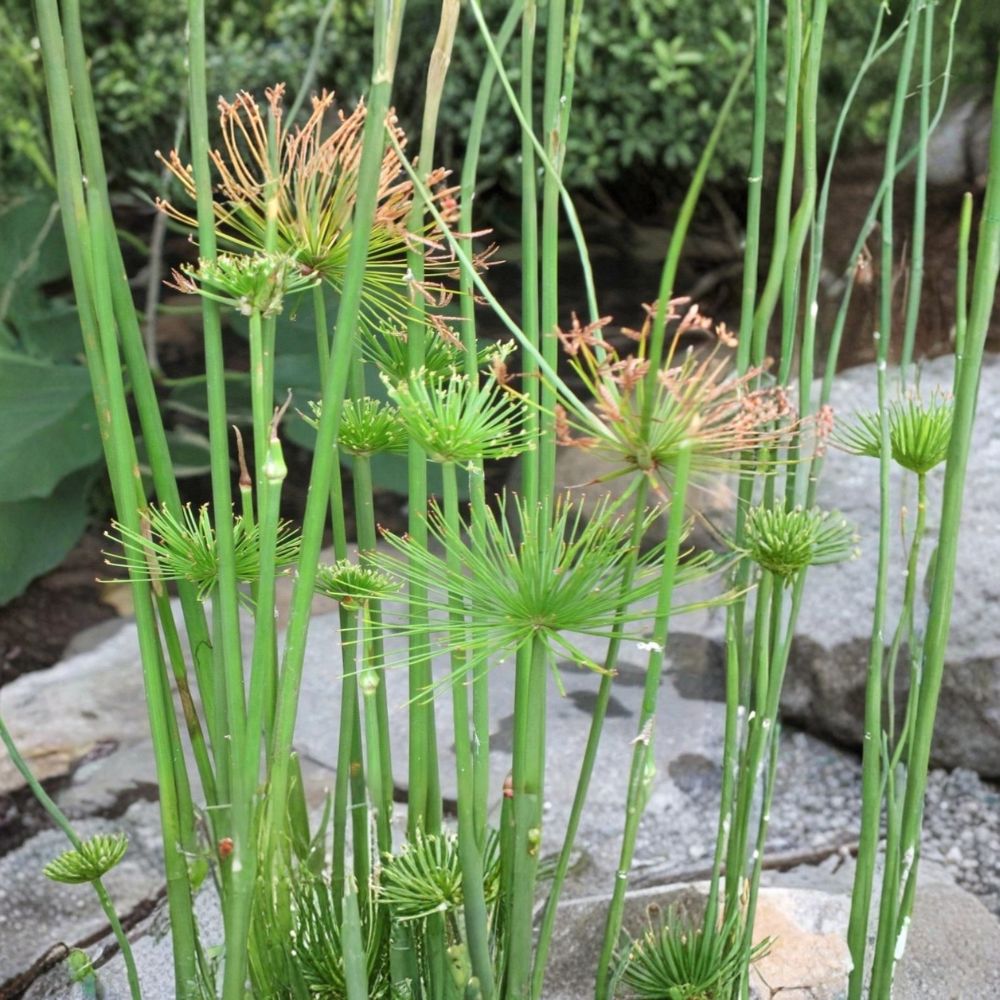 Dwarf Papyrus – Cyperus haspan Live Plant | 12–18 Inches Tall | Fully Rooted in 1 Gallon Nursery Pot | Tropical Pond & Water Garden Plant