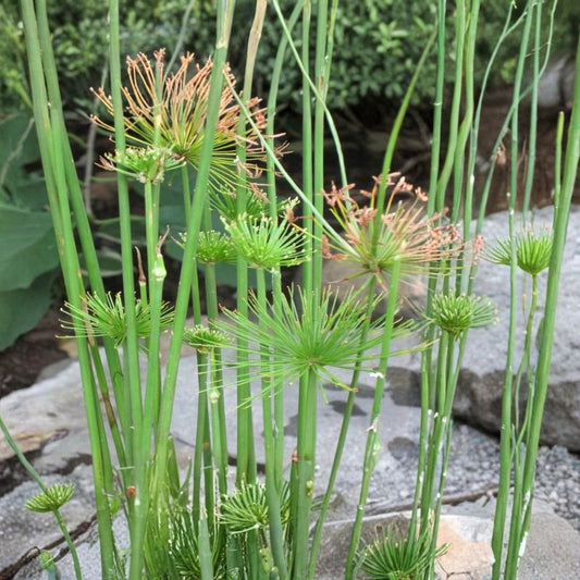 Dwarf Papyrus – Cyperus haspan Live Plant | 12–18 Inches Tall | Fully Rooted in 1 Gallon Nursery Pot | Tropical Pond & Water Garden Plant