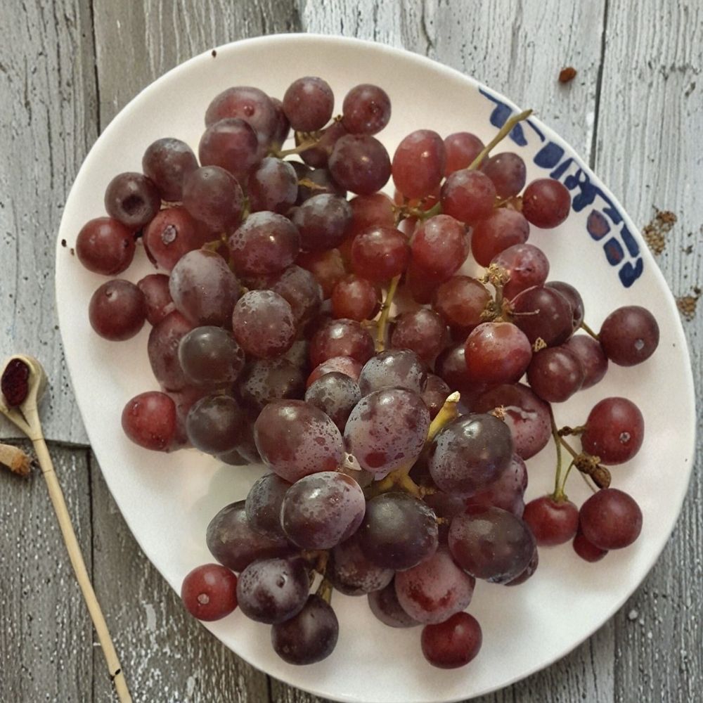 Red Globe Grape Vine – Live Fruit Plant | 3 Gallon Size | Self-Fertile Grape Vine | Home Garden Favorite | Easy to Grow