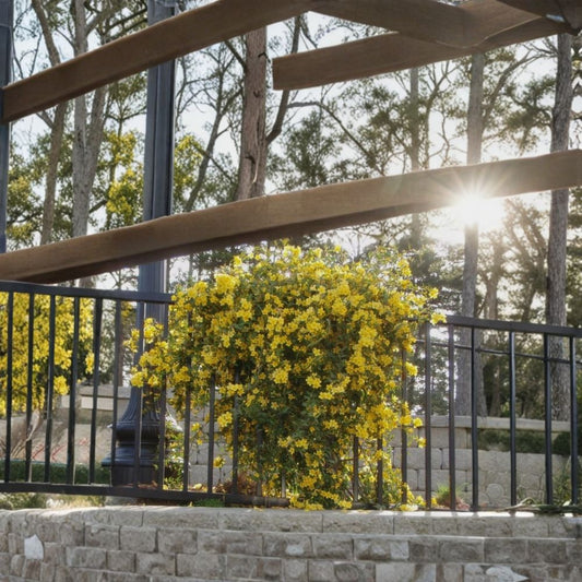 Margarita Carolina Jessamine – Gelsemium sempervirens | Live Starter Plant in Pot | Fragrant Yellow Vine | Evergreen Climber