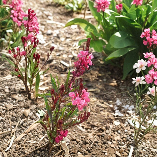 Pink Gaura Live Plant | 1 Gallon Fully Rooted | Oenothera lindheimeri | Native Perennial | Long Blooming Pollinator Plant