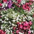 Nicotiana Alata Seeds – 500 Pack | White Jasmine Tobacco | Fragrant Night Blooming Flowers | Non-GMO Flower Seeds | Pollinator Garden
