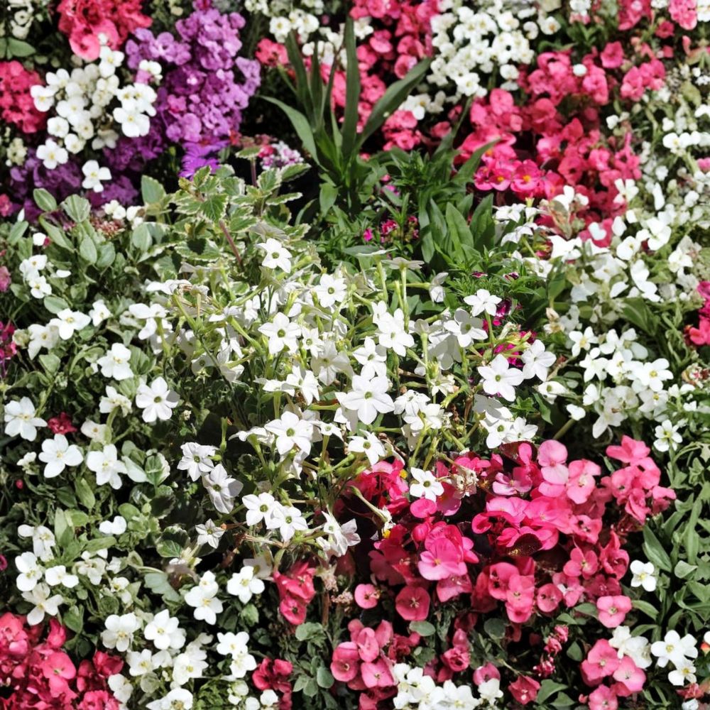 Nicotiana Alata Seeds – 500 Pack | White Jasmine Tobacco | Fragrant Night Blooming Flowers | Non-GMO Flower Seeds | Pollinator Garden
