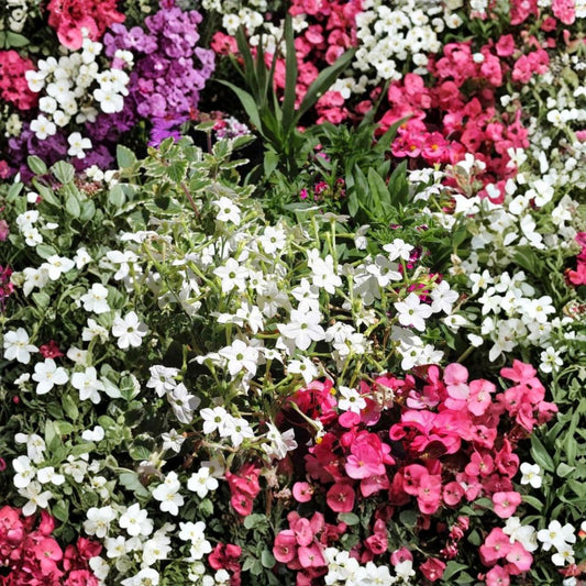 Nicotiana Alata Seeds – 500 Pack | White Jasmine Tobacco | Fragrant Night Blooming Flowers | Non-GMO Flower Seeds | Pollinator Garden