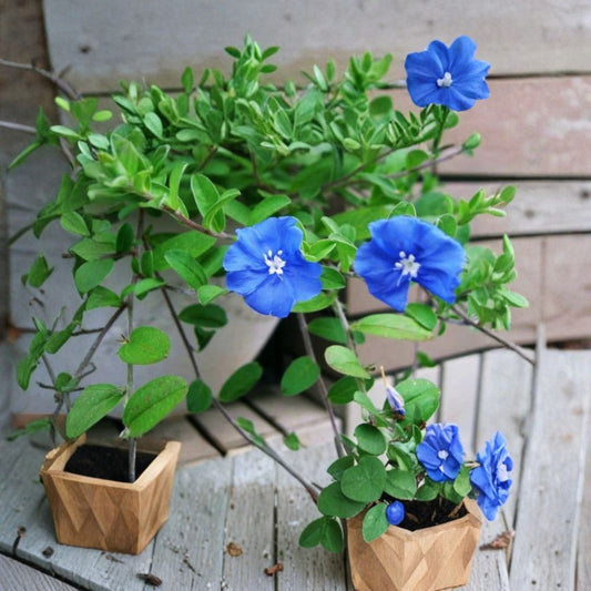 2 Evolvulus Blue Daze Live Plants | 4–6 Inch Starter Plants | Vibrant Blue Flowers | Drought Tolerant Groundcover | No Pot | Container & Garden Plant