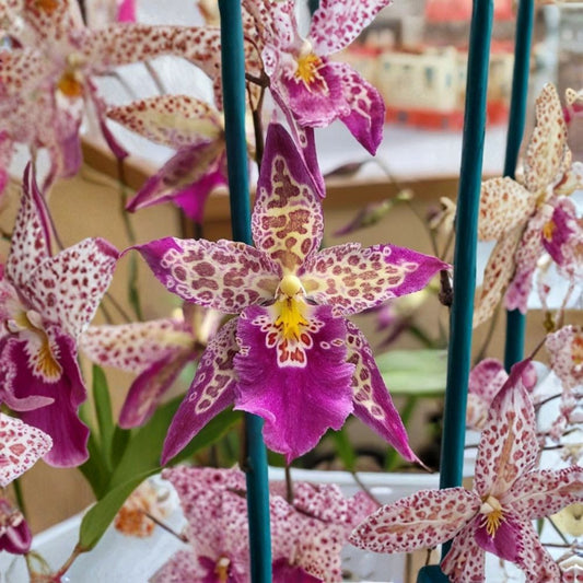 Beallara Patricia McCully ‘Pacific Matriarch’ – Live Orchid Plant | 2 Inch Pot | Pink-Lavender Blooms | Orchid Collector Plant | Potted Orchid