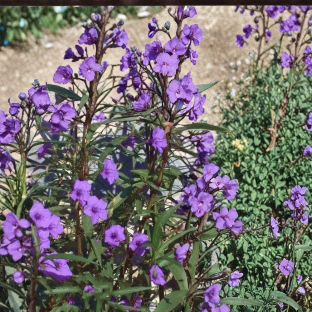 Purple Mexican Petunia – Ruellia simplex Live Rooted Plants | 9 Perennial Plants | Vibrant Purple Blooms | Easy to Grow