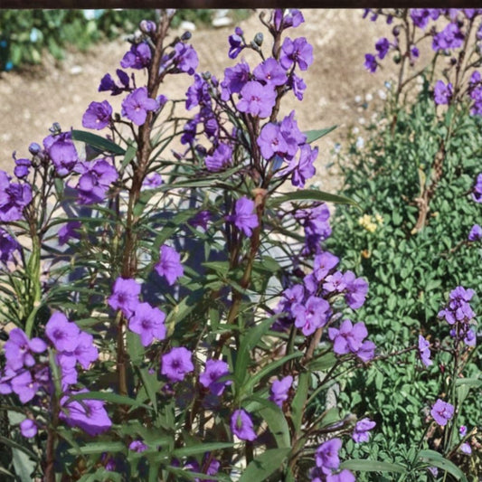 Purple Mexican Petunia – Ruellia simplex Live Rooted Plants | 9 Perennial Plants | Vibrant Purple Blooms | Easy to Grow