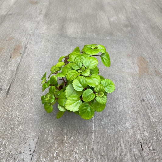 Swedish Ivy – Plectranthus australis Live Plant | 5–8 Inches | 2 Plants Per Pot | Trailing Houseplant | Hanging Basket & Shelf Plant | Easy Care