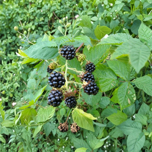Himalayan Blackberry – Rubus armeniacus Live Bare Root Plants | Set of 3 | Wild Edible Berry Bush | Fast Growing Fruit Cane