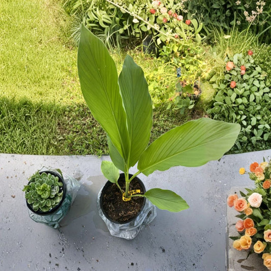 Set of 3 Live Yellow Turmeric Plants – 3–5 Inches | Curcuma longa | Live Rhizome with Emerging Leaves | Tropical Herb | Edible Spice Plant | Indoor & Outdoor Growing