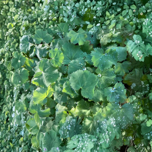 Lady's Mantle 'Thriller' – Alchemilla Live Perennial | 3-Inch Pot | Hardy Border Plant | Cottage Garden Favorite