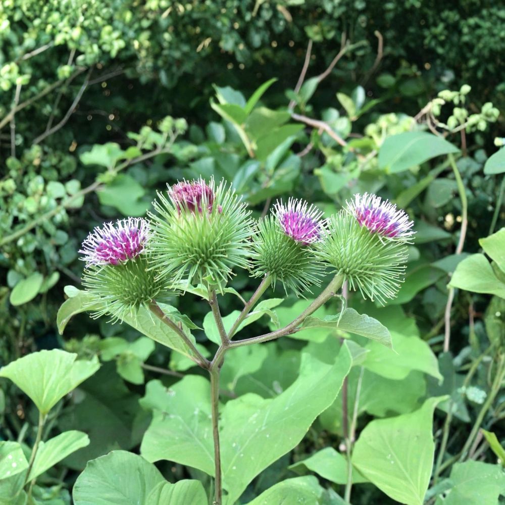 Burdock – Arctium lappa Bare Root Live Plants | Set of 5 Roots | Hardy Herbal Perennial | Easy to Grow