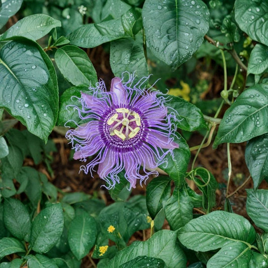 Passiflora Incarnata Live Plant | 6–10 Inch Purple Passion Flower Vine | Hardy Perennial Climber | Fragrant Purple Blooms | Pollinator Plant | Ships Without Pot