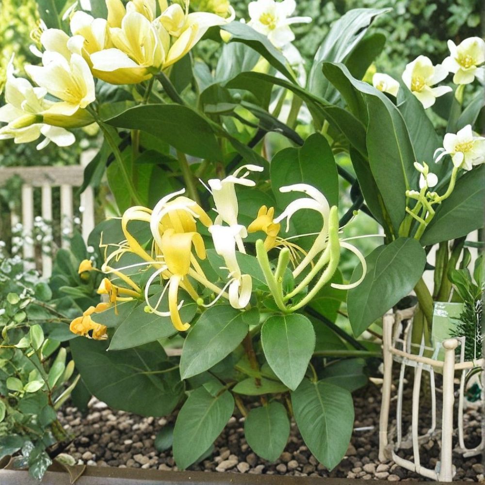 Hall's Honeysuckle – Lonicera japonica 'Halliana' Live Rooted Vines | Set of 10 | Fragrant Climbing Vine | Hardy Perennial