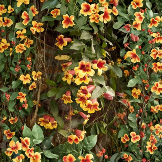 Golden Crossvine Live Plant – Bignonia capreolata | 1'+ Bare Root Starter | Hardy Flowering Vine | Hummingbird & Butterfly Plant