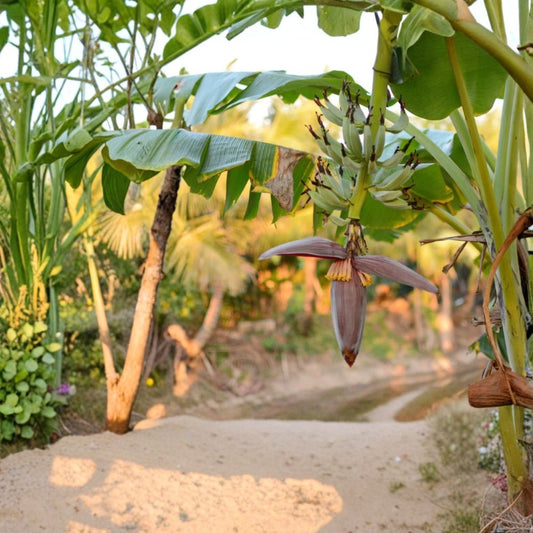 Grand Nain Banana Live Plant – 4–6 Inches Tall | Musa acuminata ‘Grand Nain’ | Tropical Banana Starter | No Pot | Patio, Greenhouse & Container Friendly