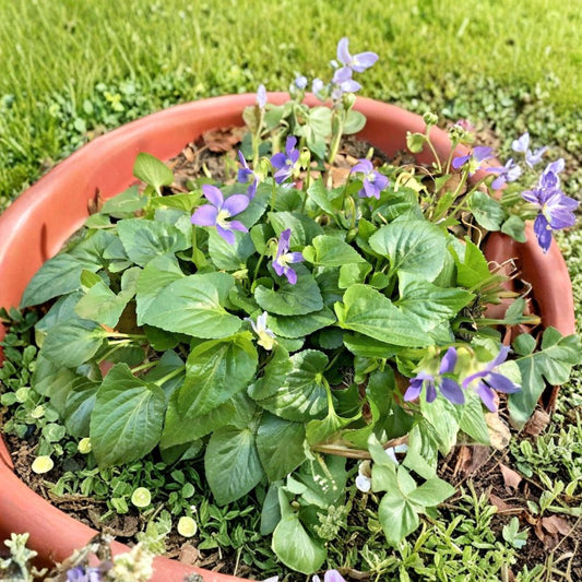 20 Purple Wild Violet Starter Plants | Bare Root Perennial Flowers | Hardy Ground Cover | Easy to Grow | Ready to Plant
