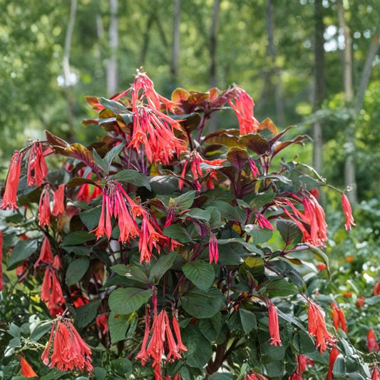 Gartenmeister Fuchsia – Set of 2 Live Plants | 5-Inch Nursery Pots | Coral-Red Tubular Flowers | Ornamental Fuchsia | Patio & Shade Garden Friendly | Zones 8–11