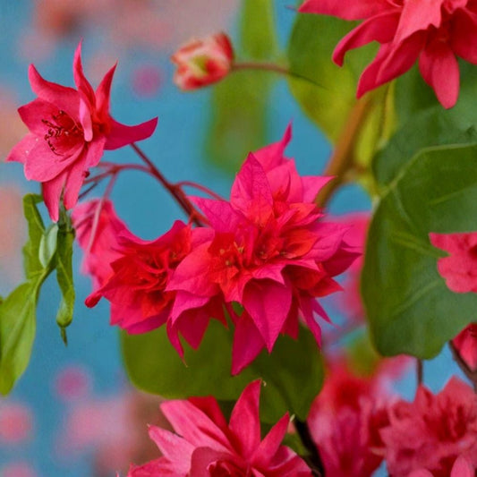 Double Red Bougainvillea – Bougainvillea Live Bare Root Starter Plant | Rare Tropical Flowering Vine | Well-Rooted