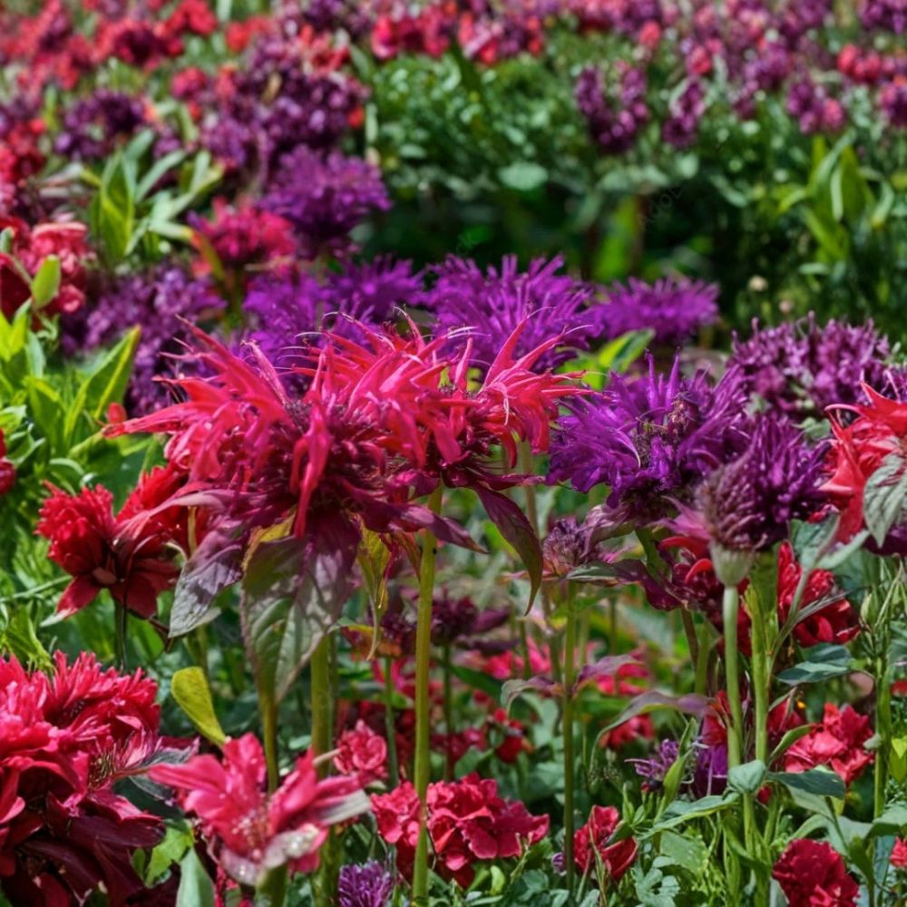 Mixed Color Bee Balm – Monarda Live Plants | Set of 4 | Hardy Perennial | Butterfly & Hummingbird Friendly | Easy to Grow