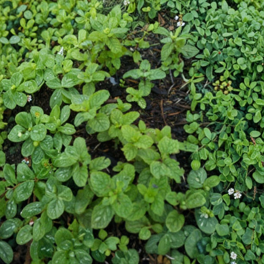 Peppermint – Mentha × piperita Live Bare Root Plants | 10 Organic Rooted Plants | Fresh Culinary Herb | Easy to Grow