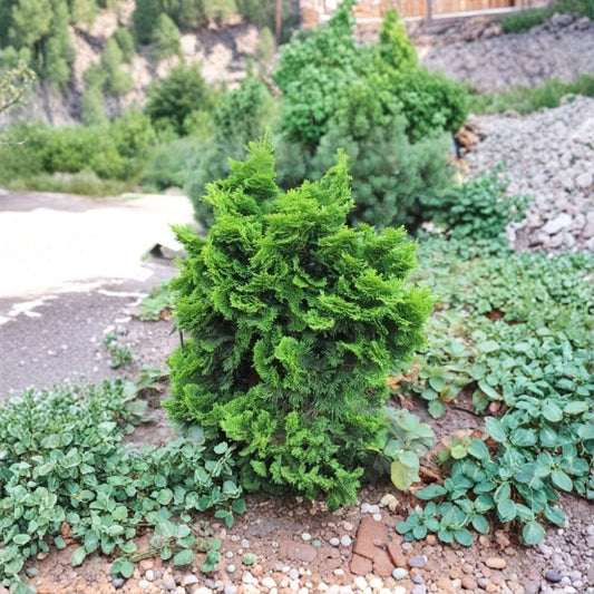 Dwarf Hinoki Cypress ‘Nana Gracilis’ – Live Plant | 2.5 Quart | Chamaecyparis obtusa | Evergreen Shrub | Japanese Garden Plant | Grow Bag