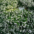 Madison Hardy Star Jasmine  – 5 Seeds | Trachelospermum jasminoides ‘Madison’ | Cold Hardy Fragrant Vine | Rare Confederate Jasmine