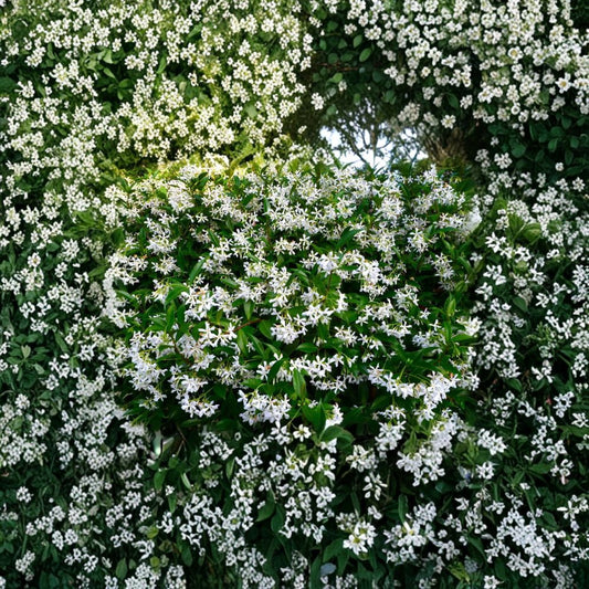 Madison Hardy Star Jasmine  – 5 Seeds | Trachelospermum jasminoides ‘Madison’ | Cold Hardy Fragrant Vine | Rare Confederate Jasmine