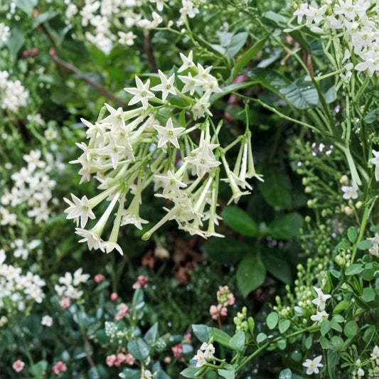 Night Blooming Jasmine – Live Plant | Cestrum nocturnum | Fragrant Starter Plant | Ships With Pot | Indoor & Outdoor Tropical Shrub | Zones 9–11