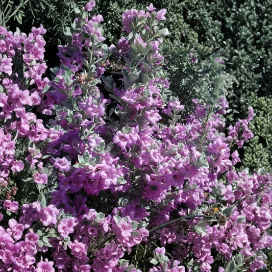 Compact Texas Sage – Leucophyllum frutescens 'Compactum' Live Plant | 1 Gallon Fully Rooted | Drought Tolerant Shrub | Pollinator Friendly
