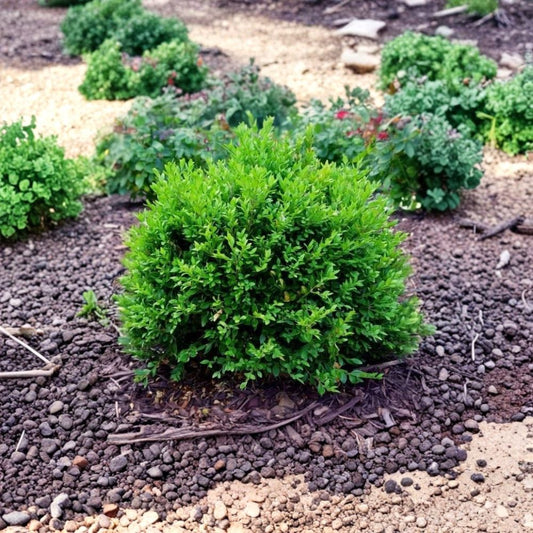 Green Velvet Boxwood – Buxus 'Green Velvet' Live Well-Rooted Plant | 8–16 Inch Evergreen Shrub | Hardy Landscape Boxwood