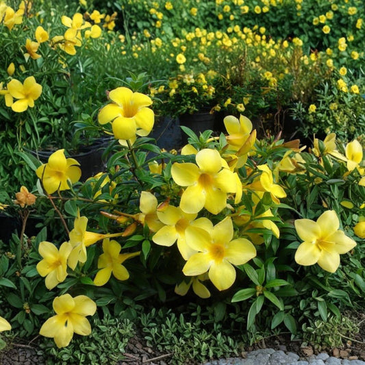 3 Dwarf Allamanda Live Plants | 4–6 Inch Starter Plants | Allamanda cathartica | Tropical Flowering Shrub/Vine | Compact Growth | Ships Without Pots