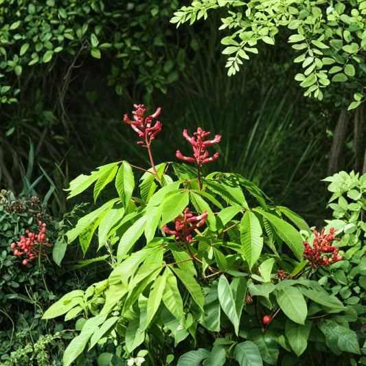 Red Buckeye – Aesculus pavia Live Plant | 16+ Inches Tall | Bare Root | Native Flowering Shrub or Small Tree