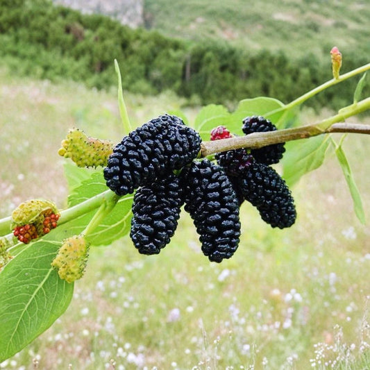Tropical Sweet Mulberry Live Plant – 5–10 Inches Tall | Very Sweet Mulberry | Fast-Growing Fruiting Plant | Mature Fruiting Size | Fresh Ready-to-Plant