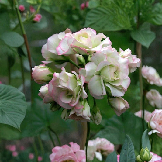 Pelargonium Apple Blossom Rosebud Live Plant | 4 Inch Pot | Rooted Starter Geranium | Heirloom Flowering Plant | Ready to Grow