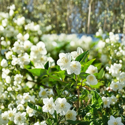 White Jasmine Seeds – 25 Pack | Jasmine Bonsai Seeds | Fragrant White Flower Plant | Indoor Outdoor Growing | DIY Gift Idea