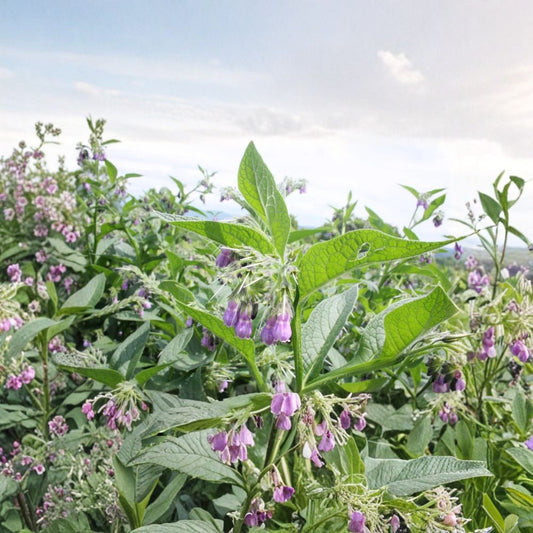 Russian Comfrey Bocking #4 – 2.5 Lbs Live Root Crowns | Symphytum × uplandicum | Organic Garden Plant | Compost & Mulch Plant | Deep Rooted Perennial