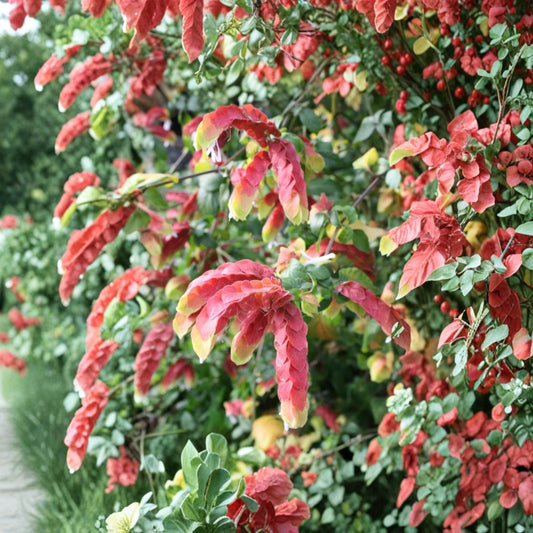 Set of 2 Red Shrimp Plants – 4–6 Inches Tall | Justicia brandegeeana | Live Flowering Shrub | Red Bracts | Tropical Ornamental Plant | No Pot | Container Friendly