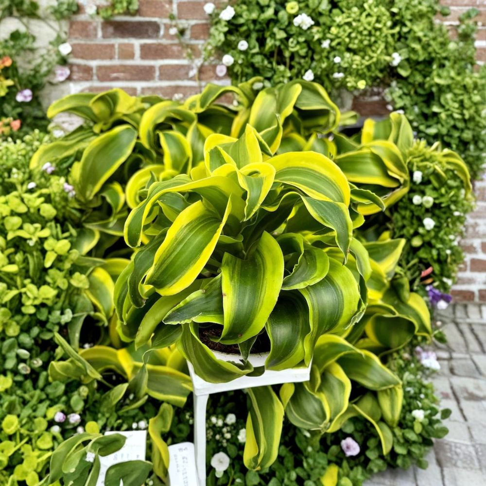 Dracaena Tornado – Dracaena fragrans Live Plant | 4 Inch Pot | Curly Houseplant | Tropical Indoor Plant | Easy to Grow